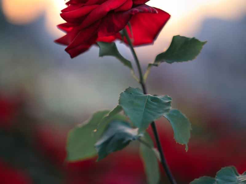 Debating with Labour