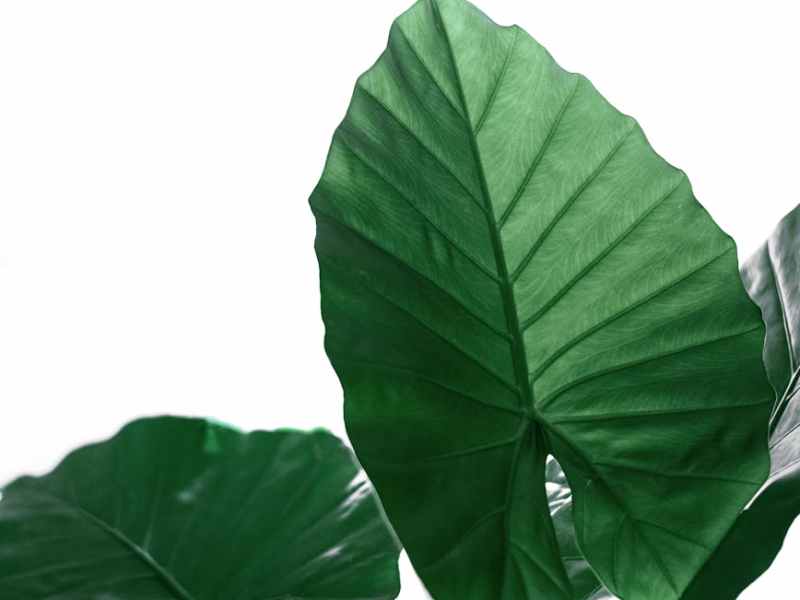 Greens Win, Labour in&nbsp;Third.