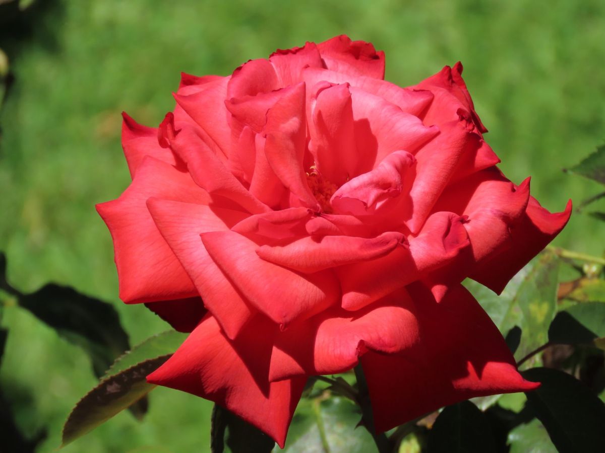 New Leadership – The Labour&nbsp;Way